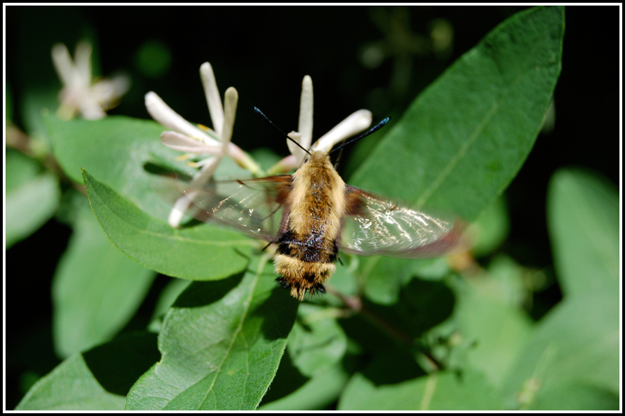 080627 12282 Bumblebee Moth 070527.jpg